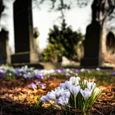 Kwiaty na cmentarz: parzyście czy nieparzyście? Poznaj symbole i tradycje