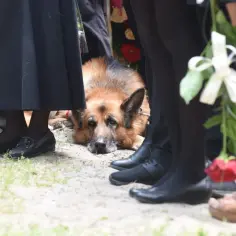 Owczarek niemiecki leży na ziemi, towarzysząc ludziom w żałobie. Na cmentarz można iść z psem, nawet w tak trudnych chwilach.