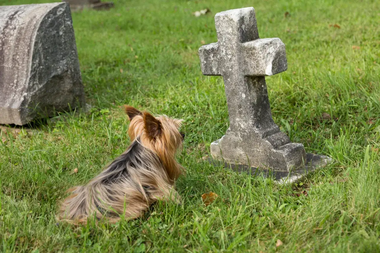 Mały piesek Yorkshire Terrier siedzi na trawie obok nagrobka. Widać, że na cmentarz można iść z psem.