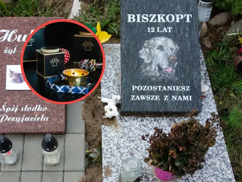 Zdjęcie Ile kosztuje kremacja psa w Poznaniu? Ceny, które musisz znać