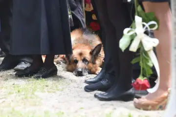 Owczarek niemiecki leży na ziemi, towarzysząc ludziom w żałobie. Na cmentarz można iść z psem, nawet w tak trudnych chwilach.