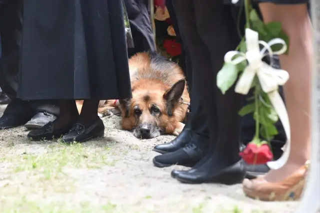 Owczarek niemiecki leży na ziemi, towarzysząc ludziom w żałobie. Na cmentarz można iść z psem, nawet w tak trudnych chwilach.